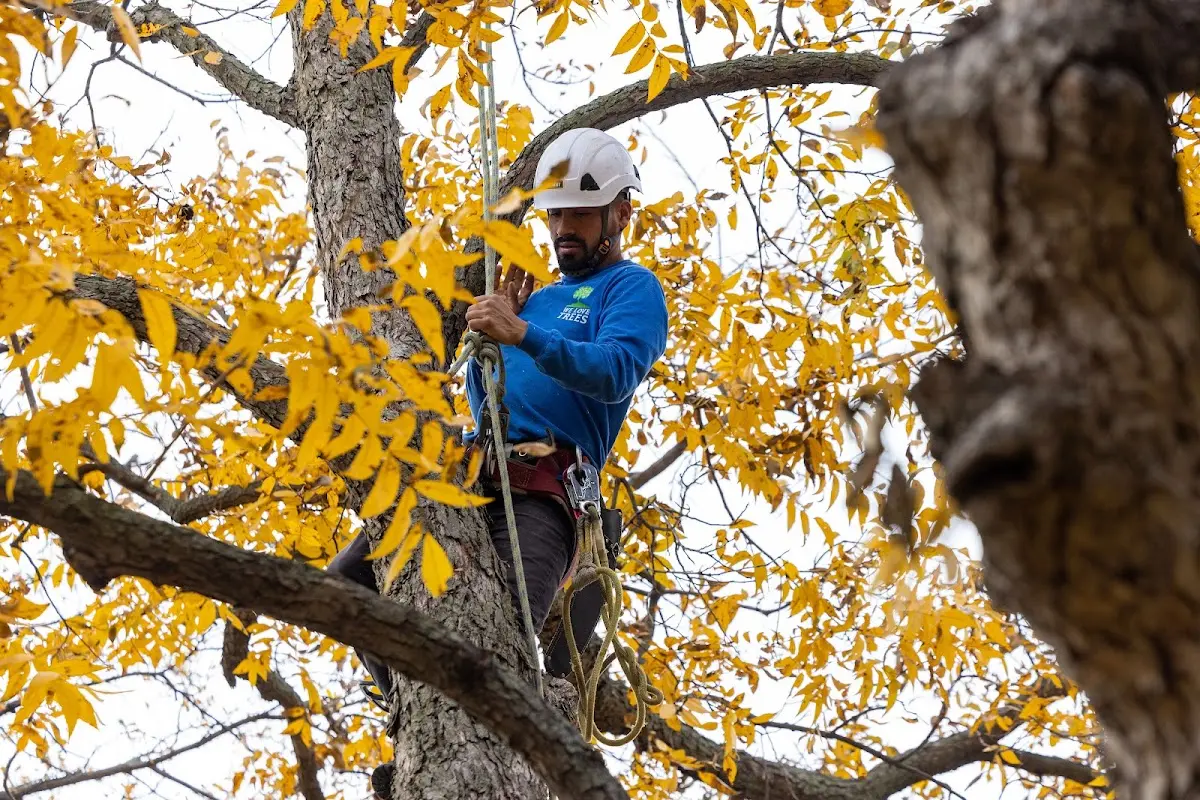 Skilled Tree Planing crew working in Lowell